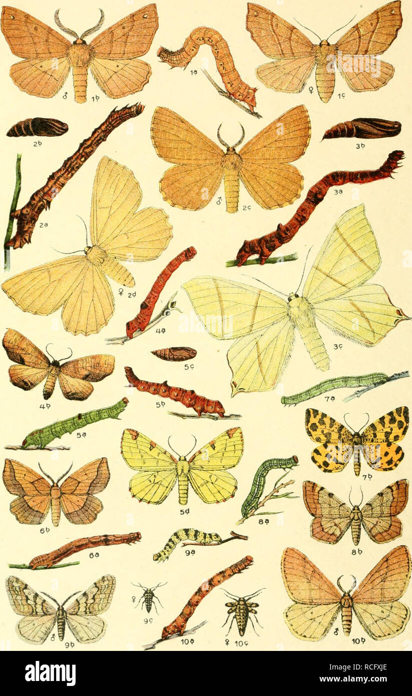 . Die Schmetterlinge Deutschlands mit besonderer Berücksichtigung ihrer Biologie. Les papillons. 52. 1 Himera pennaria. 2. Angerona prunaria. 3. Ourapteryx sambucaria. 4 Eurymene dolabraria. 5. Opisthograptis luteolata. 6. Epione. apicicaria  ? ! Venilia. maciilaria 8. Semiothisa liturata. 9. Leucophaearia Hibernia, 10. aurantiaria.. Veuillez noter que ces images sont extraites de la page numérisée des images qui peuvent avoir été retouchées numériquement pour plus de lisibilité - coloration et l'aspect de ces illustrations ne peut pas parfaitement ressembler à l'œuvre originale.. Eckstein, Karl, 1859-. Stuttgart, K. G. Lutz' V Banque D'Images