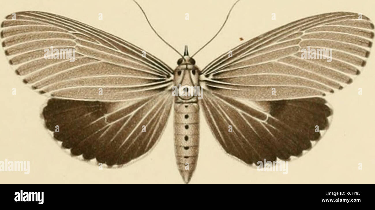 . Die schmetterlinge der inseln Philippinischen. Beitrag zur indo-malayischen lepidopteren-faune. Lepidoptera ; les mites. 9.. 10. # . Veuillez noter que ces images sont extraites de la page numérisée des images qui peuvent avoir été retouchées numériquement pour plus de lisibilité - coloration et l'aspect de ces illustrations ne peut pas parfaitement ressembler à l'œuvre originale.. Semper, Georg. Wiesbaden, C. W. Kreidel Banque D'Images