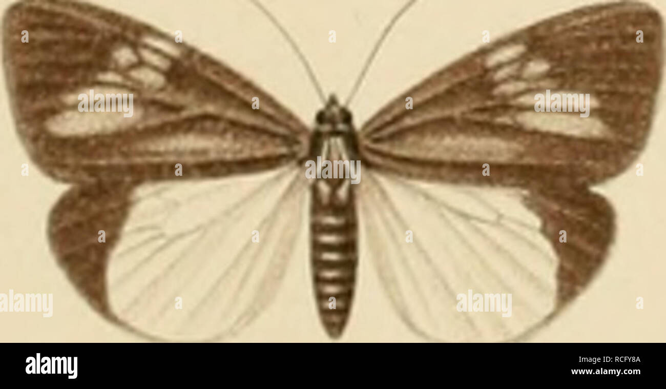 . Die schmetterlinge der inseln Philippinischen. Beitrag zur indo-malayischen lepidopteren-faune. Lepidoptera ; les mites. . Veuillez noter que ces images sont extraites de la page numérisée des images qui peuvent avoir été retouchées numériquement pour plus de lisibilité - coloration et l'aspect de ces illustrations ne peut pas parfaitement ressembler à l'œuvre originale.. Semper, Georg. Wiesbaden, C. W. Kreidel Banque D'Images