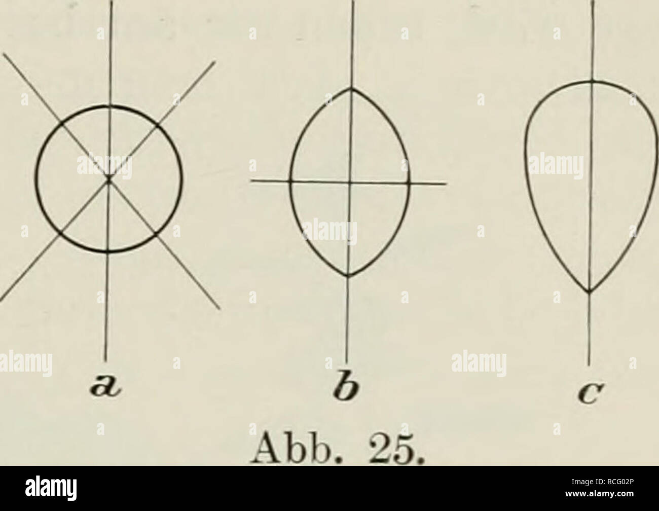 Reizbewegungen die der Pflanzen. Les plantes. Verhalten der einzelnen im  Verschiedenheiten Pflanzenteile. 77. Von ringsgleichen (schéma a), eines  symmetrischen doppelt oder bilateralen (b) monosymmetrischen dorsiventralen  und oder Organes (c). Un lässt