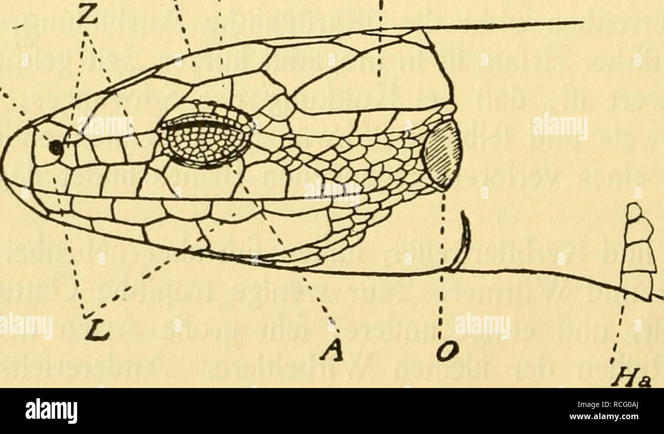 . Die Reptilien und Amphibien mitteleuropas. Reptiles -- l'Europe ; Amphibiens -- l'Europe. Echte 16 Eidechfen. Tabelle zur Bestimmung der Eidechsen (cf. Fig. 1&gt ;. I. Vier Beine vorhanden : Echte Eidechfen, Lacertidae. A. Halsband gezackt. 1. Zügelgegend mit vier Bürgschaften. Die beiden vorderen Zügelfdhilder übereinanderliegend. Schwanz, wenn, unbefchädigt doppelt. fo lang wie der Körper : Smaragdeidechfe, Lacerta viridis. Die drei vorderen Zügelfchilder ein Dreieck bildend &lt;eins, zwei oben oben). Höchftens Schwanz um zwei Drittel länger als der Körper : Zauneidechfe, Lacerta agilis. 2. Zügel Banque D'Images