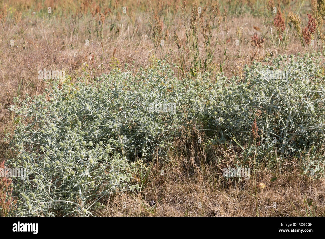 Feldmannstreu Mannstreu Feld-Mannstreu,,, Eryngium campestre, Field eryngo, Le panicaut champêtre Banque D'Images