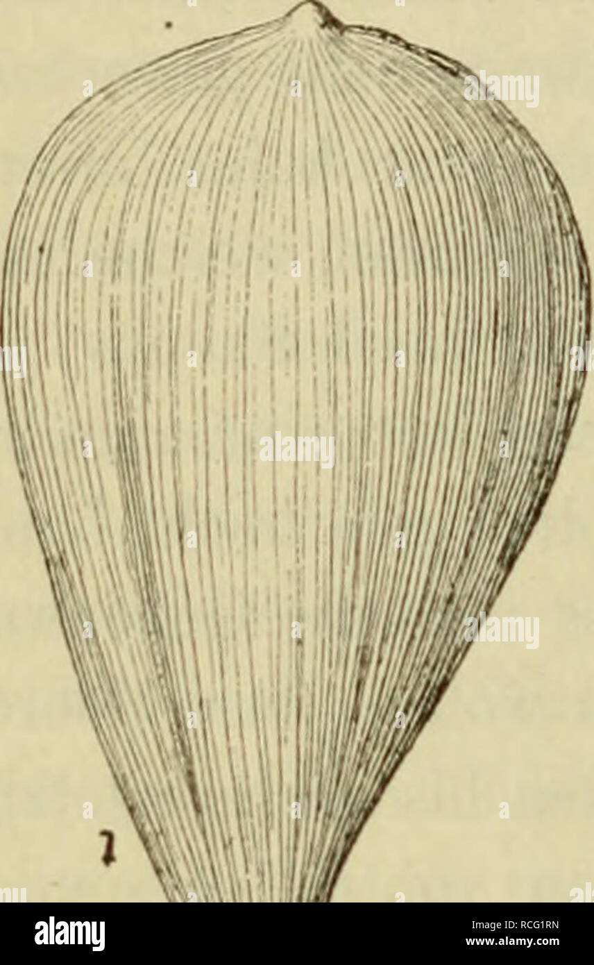 . Die Pflanzenwelt vor dem Erscheinen des Menschen. La paléobotanique. DIE 222 VEGETATIONSPEKIODEN Gewächse, das den indischen Uebergang zwischen der Gruppe der Pandaneen- und der Palmen und bildet heute in der Nähe der embouchure des Ganges an den Ufern dieses Flusses wächst. Diese Pflanzen haben das par scène von Palmen ; sie wurzeln der Schlamme dans halbsalzigen Lagunen dem und lassen ihre dans Büschel vereinigten Früchte in das Wasser fallen, welches zur Zeit der Ueberschwemmungen ablagert dieselben im Schlamme. Mündungen die der Flüsse, welche sich in den eocenen ergossen Golf Pariser, wa Banque D'Images