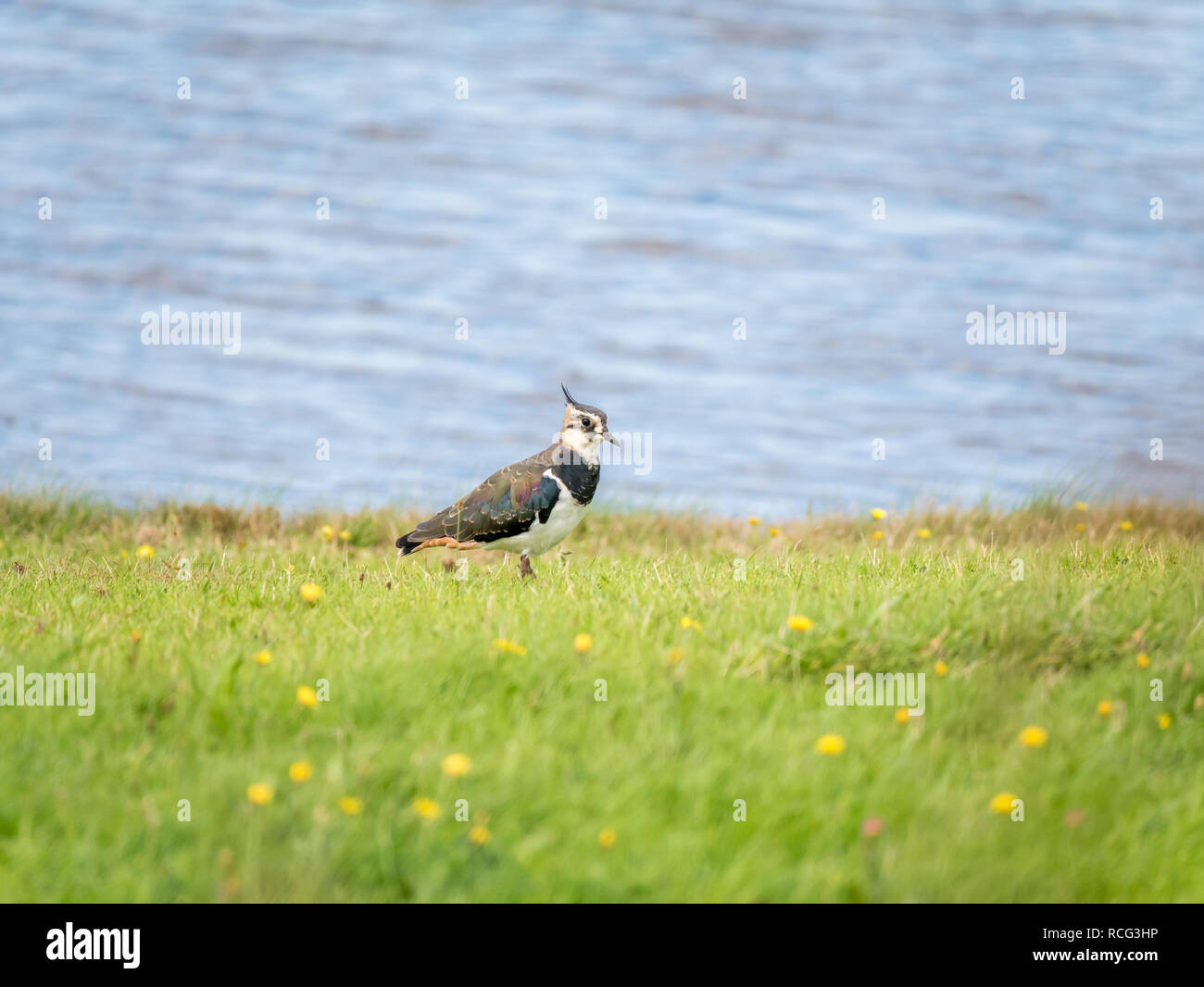 Portrait du nord de sociable, Vanellus vanellus, dans l'herbe près de l'eau, Pays-Bas - faible profondeur de champ, selective focus Banque D'Images