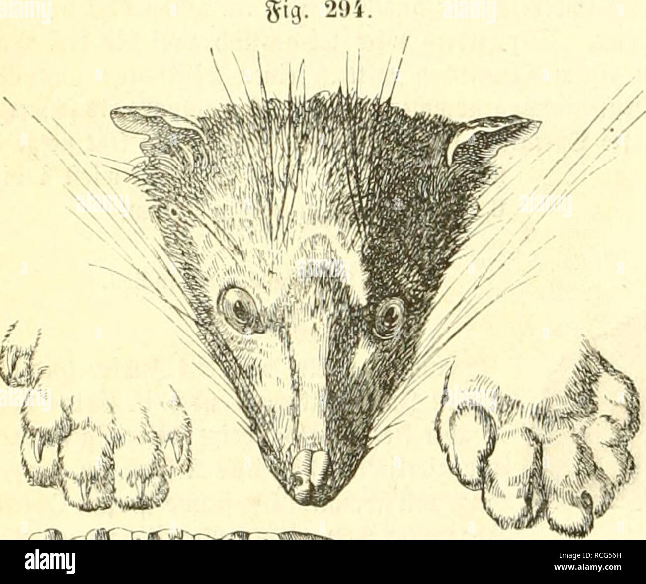 Die Naturgeschichte des Thierreichs. Zoologie. 186 öäu(|ictl)icre.  U'aifiiUnion inclfacf ivti iHMi rcii. angcuMiift ; 3)un (iä(t fic Ääfiäcn  fciin dans bleitt aiicl, fic juiirt cingcfaiigcit luilt)) unt bif|lo(,  iiiitJRciiS füttert ftc