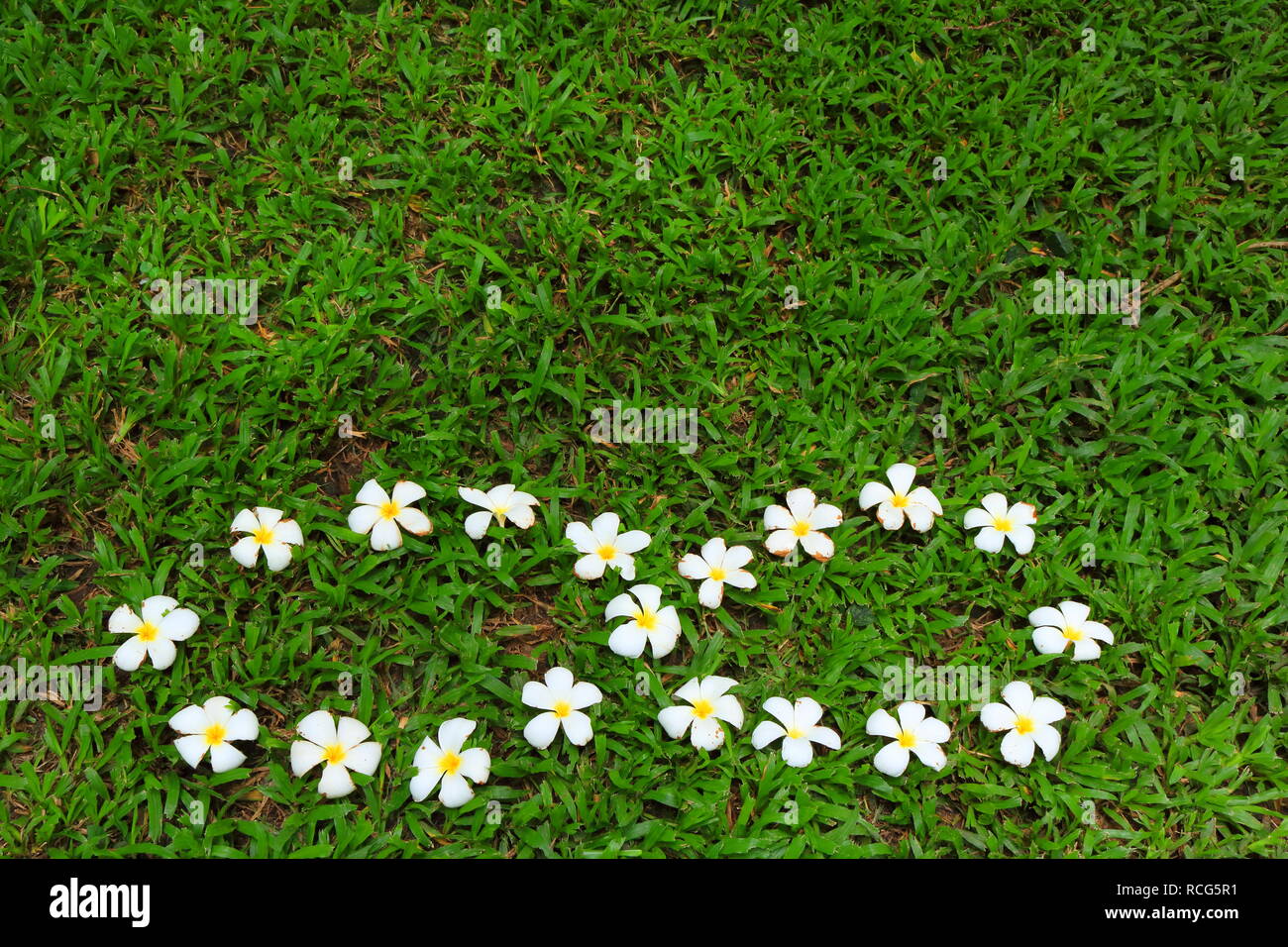 Plumeria blanc tombé des fleurs symbole de l'infini sur grass meadow Banque D'Images Plumeria blanc tombé des fleurs symbole de l'infini sur grass meadow Banque D'Images