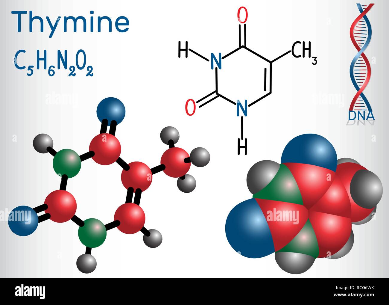 La thymine (ta) - pyrimidine nucléobase, unité fondamentale du code génétique dans l'ADN et l'ARN. Formule chimique structurale et molécule modèle. Il vecteur Illustration de Vecteur