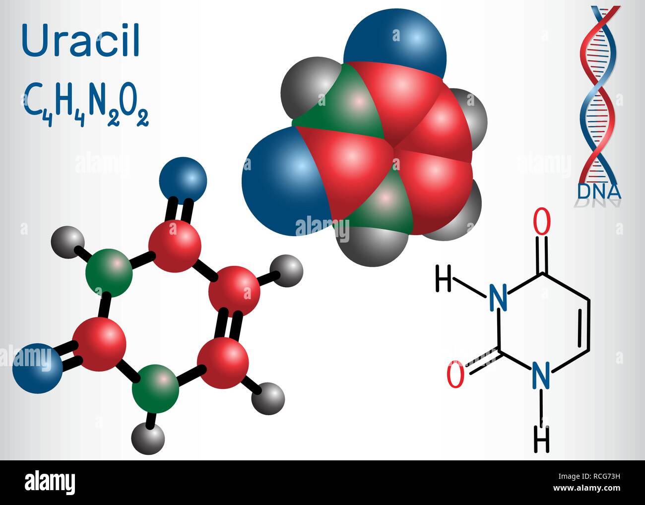 L'uracile (U) - dans la nucléobase pyrimidiques acide nucléique des ARN. Formule chimique structurale et molécule modèle. Vector illustration Illustration de Vecteur