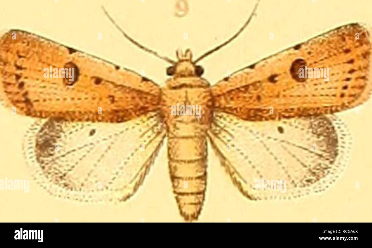 . Die Schmetterlinge Europas. Les chenilles de lépidoptères ;. . Veuillez noter que ces images sont extraites de la page numérisée des images qui peuvent avoir été retouchées numériquement pour plus de lisibilité - coloration et l'aspect de ces illustrations ne peut pas parfaitement ressembler à l'œuvre originale.. Hofmann, Ernst, 1837-1892 ; Spuler, Arnold, 1869-. Stuttgart, E. Schweizerbart Banque D'Images