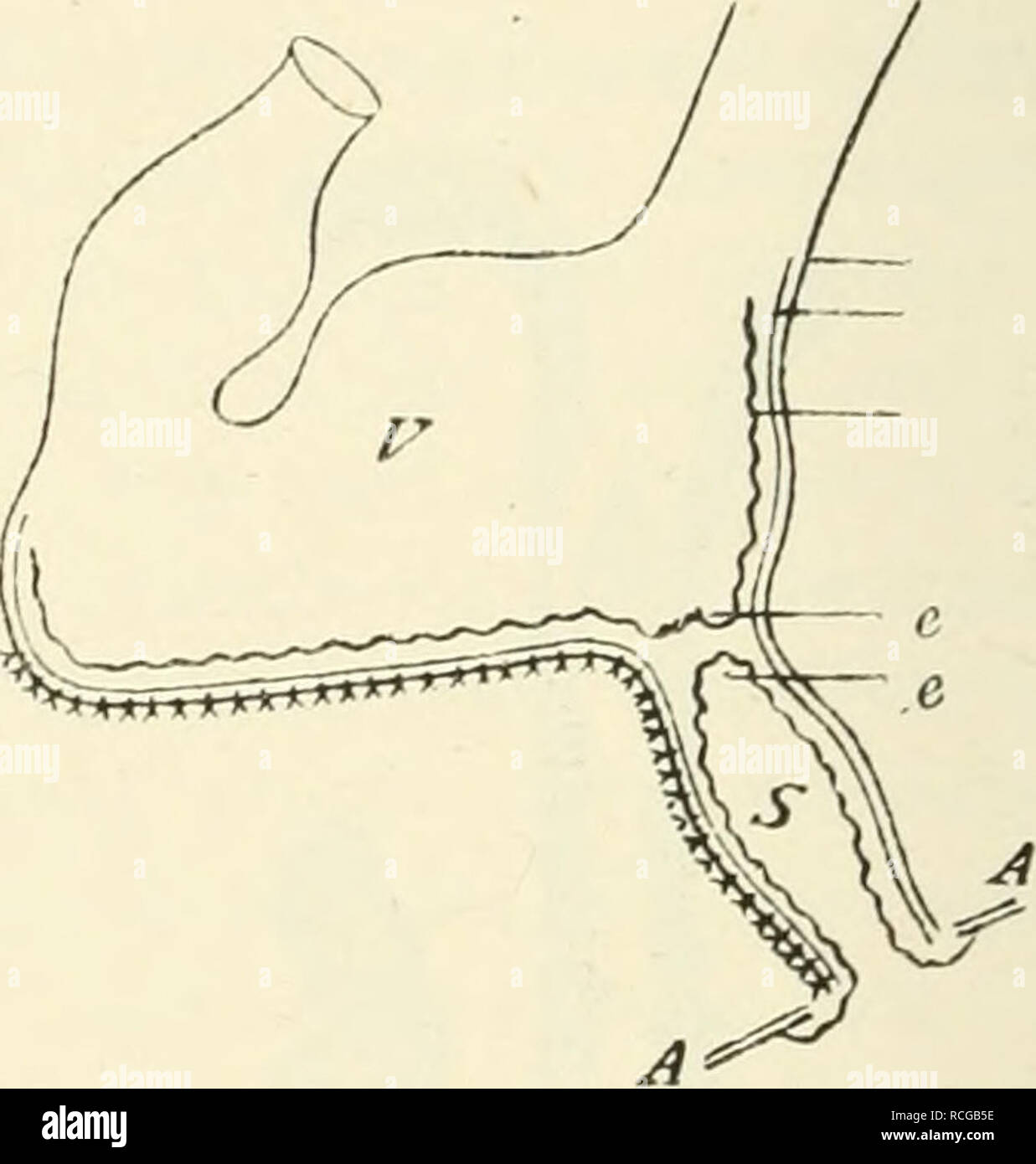 . Éléments de physiologie humaine. La physiologie. Schéma pour montrer Pawlow's méthode de faire un cul-de-sac de la fin de l'estomac cardiaque, vasculaire et nerveux avec intact. Dans une la ligne de l'incision dans la paroi gastrique est indiqué. B représente l'opération est terminée. Dans un : O, a ?sophagus ; B.V., L.V., droite et gauche nerfs vagues ; P, pylore ; C cardiaque, partie de l'estomac ; A, B, ligne d'incision. En B : V, partie principale de l'estomac ; S, cardiaques en cul-de-sac ; un, la paroi abdominale ; e, e, muqueuse reflétée à la forme diaphragme entre les deux cavités. du fait que sur l'analyse élémentaire Banque D'Images