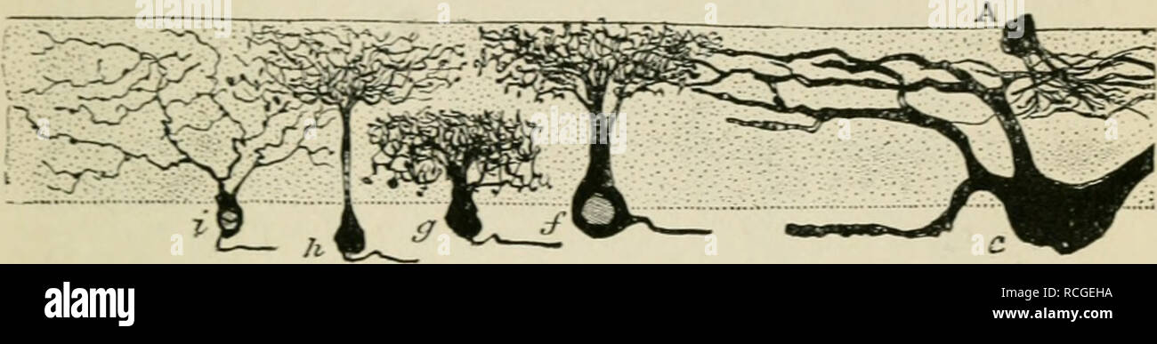 . Éléments d'histologie. L'histologie. Rétine. Cellule 449 est multipolaire, et doté d'un lar^e noyau. Un processus est dirigé vers l'intérieur et de l'axone, Ijeconies étant un fibie de la couche de fibres nerveuses. Plusieurs processus ramifiés ou dendrites passer de l'autre côté de la cellule dans la prochaine couche externe-c.-à-d. l'intérieur de la couche moléculaire. À partir de la recherches de Eamon y Cajal, c'est clair. Fig.273.-de la rétine de chien. j'^Afttr},Ca Quaiiis fTom al ''anatomie. Un petit (spougiuhlast, amacrines) de l'intérieur de la couche moléculaire : c, grand ganglion cell ; /,g,h, i, les petites cellules ganglionnaires dans l'intérieur arborising Banque D'Images