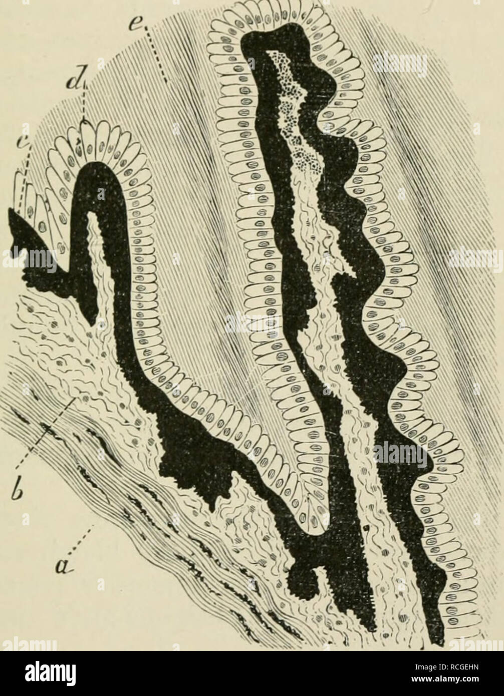 . Éléments d'histologie. L'histologie. Procès ciliaires. 439 licdral^^vvw W() inpotu nigriDii j) : les cellules polygonales sont vus de la surface. Le divkliial- dans les cellules sont séparées par de fines lignes d'une trans- parent substance de ciment. Cet épithélium pigmenté est recouverte d'une couche de transparent modèle colonnes  %M. Y'v^. 2(i(l-Fi-()iii une section verticale thr()uc;li le procès ciliaires de l'oeil de boeuf. {Atlas.) u. Fil)roiis iiigiiiented avec tissus cellules ; 6 niirons fciniiiiiLr tissu lâche, le ineiiihi proiier-ane du processus ciliaires ; ch. iiigiiieiited rovermg po l'épithélium Banque D'Images