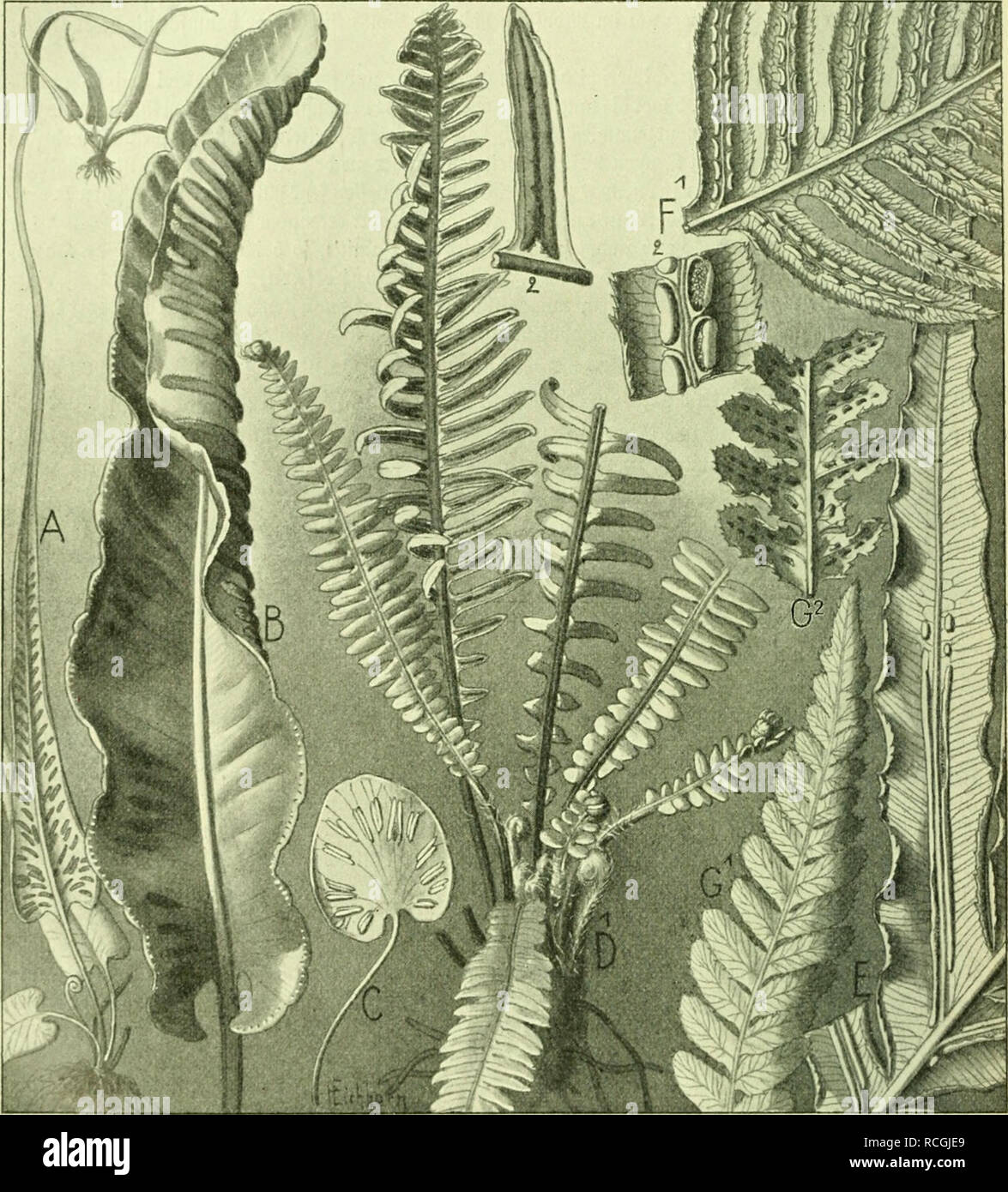 . Die Pflanzenwelt. Les plantes. 262 ^§ xe III : Embryophyta ober (£mtiri)o :&gt;3fIan3en. ©ie umfaßt ®15 Qttuni]fr, bie [ic^ §tüei^S dans ribug gru|j|)ieren, je nadjbem bie (Sori h^m 9JJitteInerb Seitennerüen ober ben laufen. parallèle. 2(65,54 : Siippcnfarue Blcdminae (UNB) .^iifclj (je31111 (Scolopendrium). A)Scolopendrium rhizophyl Sätatt- lum : mit 2tbj3entit) = fnofpe. [Tileä SSratt. B) Scolopendrium vulgare :  %ex' C) ScolopoiKlriurii§ Sölatt gerti[e. D)l'BIechnum spicant : 1) §a = bitu§ ; 2) fcrtite gieber. Delavayi : j K)Blechnum brasiliense : ger^ gicber tirc. F) Woodwardia radicans : 1) Seil fertile eineä Banque D'Images