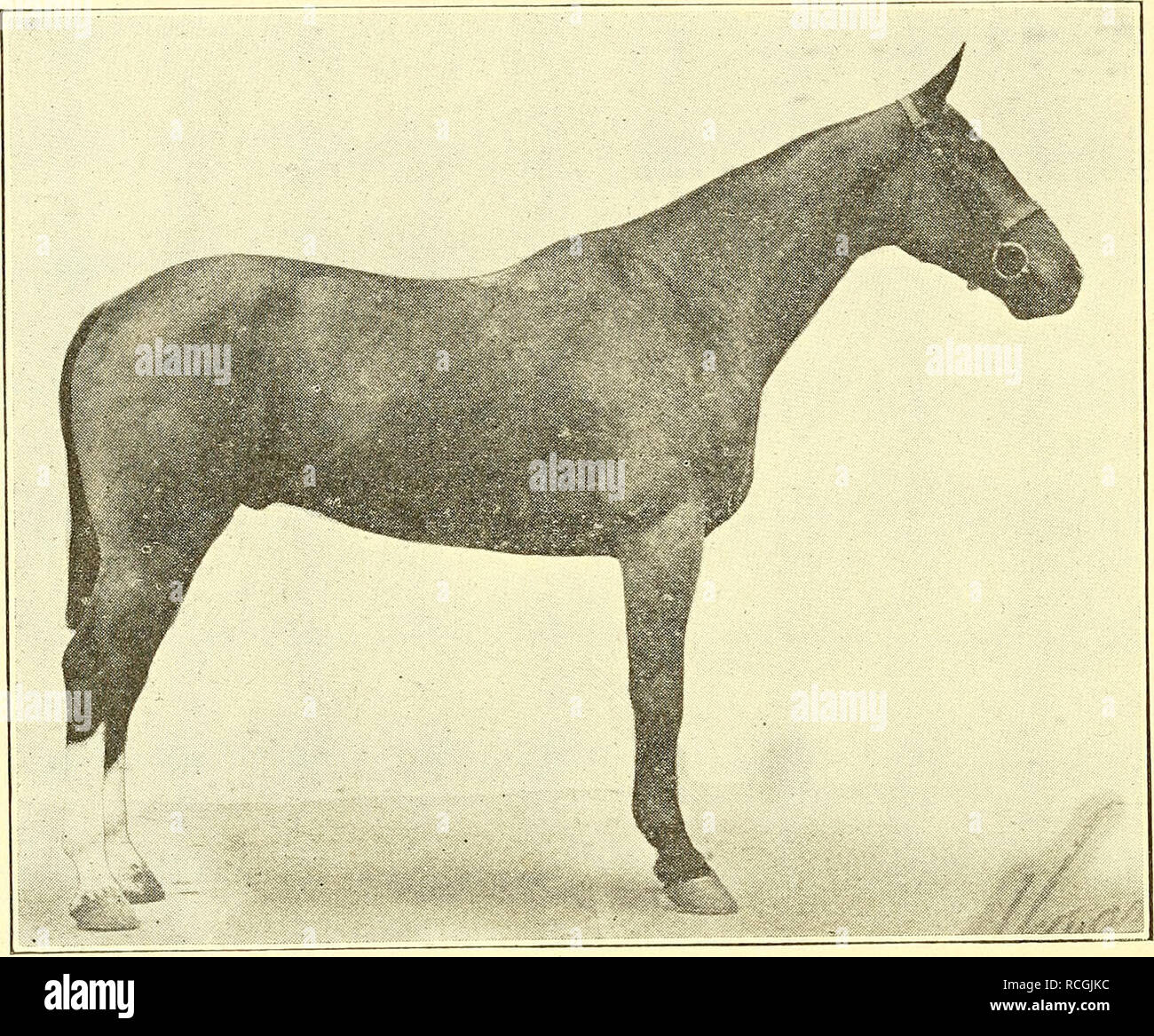 . Éléments d'hippology. Les chevaux. 222 ÉLÉMENTS D'HIPPOLOGY.. Figure 111.-Une étude en conformation. Sir Edward, un chasseur. Avec la permission du lieut.-col. H. T. Allen, U.S. Cavalry. La démarche lente, loin de vous remarqué que l'action de l'jarret, métacarpes, et les pieds. Regardez de près d'une habitation sur l'une ou l'autre patte arrière, indiquant que la boiterie chez l'autre. Regardez sa tête, pour voir s'il me fait signe de manière excessive. Quand il tourne, notez bien la facilité d'action dans les pattes avant, et, à mesure qu'il s'approche, notez la façon dont il s'occupe de ses pattes de devant, et le transport de sa tête. Il devrait être utilisé dans le passé- spector deux ou trois Banque D'Images