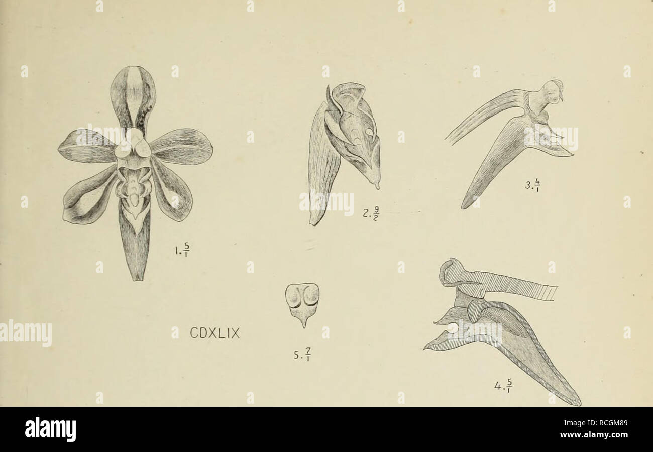 . Monochapelle Die von Java. Les orchidées. . Veuillez noter que ces images sont extraites de la page numérisée des images qui peuvent avoir été retouchées numériquement pour plus de lisibilité - coloration et l'aspect de ces illustrations ne peut pas parfaitement ressembler à l'œuvre originale.. Smith, J. J. (Johannes Jacobus), 1867-1947. Leiden  : E. J. Brill Banque D'Images