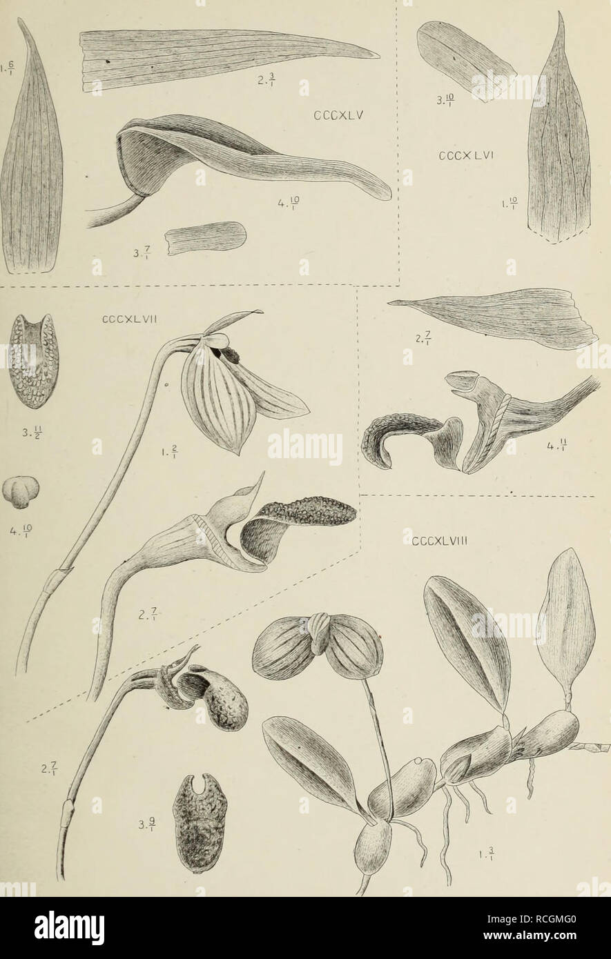 . Monochapelle Die von Java. Les orchidées. J.J.Smith del. M.Kromohardjo Irth. cccxlv. Bulbophijllum üiaequale Lndl. cccxlvi. " Gravi le Lndl. cccxlvii. » OvdüfoUum Lndl. tencUiim » Lndl cccxlvi ii... Veuillez noter que ces images sont extraites de la page numérisée des images qui peuvent avoir été retouchées numériquement pour plus de lisibilité - coloration et l'aspect de ces illustrations ne peut pas parfaitement ressembler à l'œuvre originale.. Smith, J. J. (Johannes Jacobus), 1867-1947. Leiden  : E. J. Brill Banque D'Images