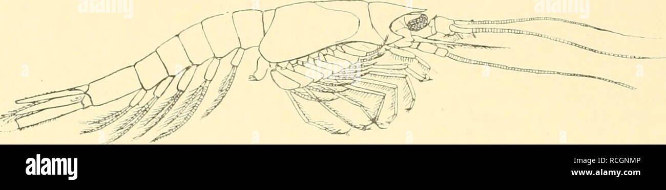 . Die nordischen. Schizopoden Malacostracés. VI 50 Carl Zimmer. 30. Boreomysis nobilis Q. O. ISC. Fig. 83-86. 1879. Boreomysis nobilis, O. O. Sars, dans : Arcii. math. &Amp ; nat., c. 4, n° 2. Zwisciien vorn ist der Carapax den Augen zu einem spitzen Tribune, das bis zum zweiten ungefäiir Stanmigliede der ersten Antenne du ausgezogen invités reicht,. Sind Auch seine vorderen Seitenecken ausgezogen Scharf. Die Augen sind nicht. Veuillez noter que ces images sont extraites de la page numérisée des images qui peuvent avoir été retouchées numériquement pour plus de lisibilité - coloration et l'aspect de ces illustrations ne peut pas p Banque D'Images