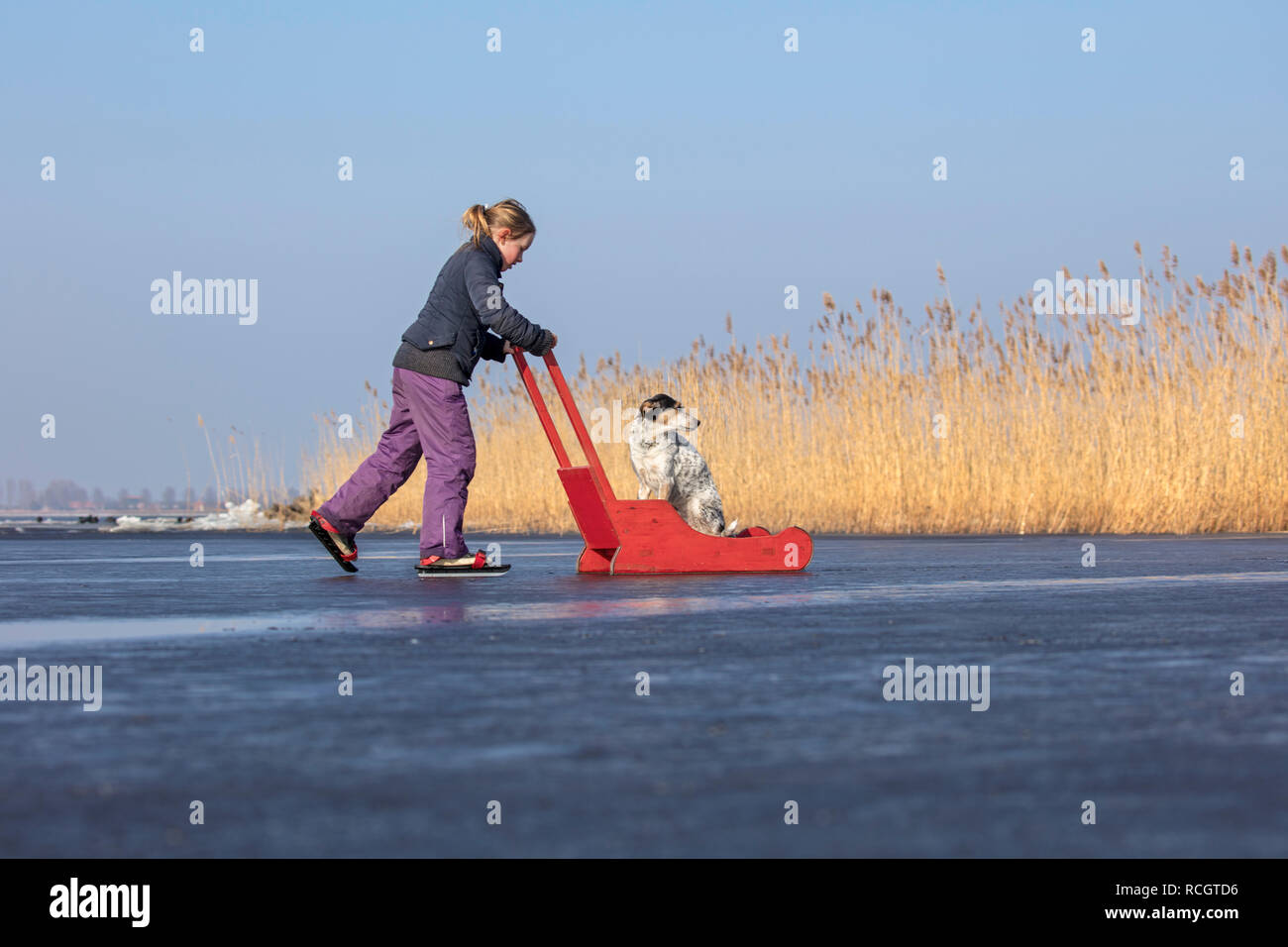 Les Pays-Bas, Elahuizen, patinage fille avec son chien en traîneau. L'hiver. Banque D'Images
