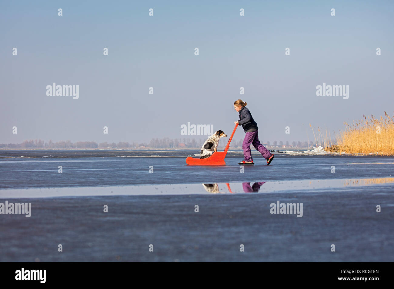 Les Pays-Bas, Elahuizen, patinage fille avec son chien en traîneau. L'hiver. Banque D'Images