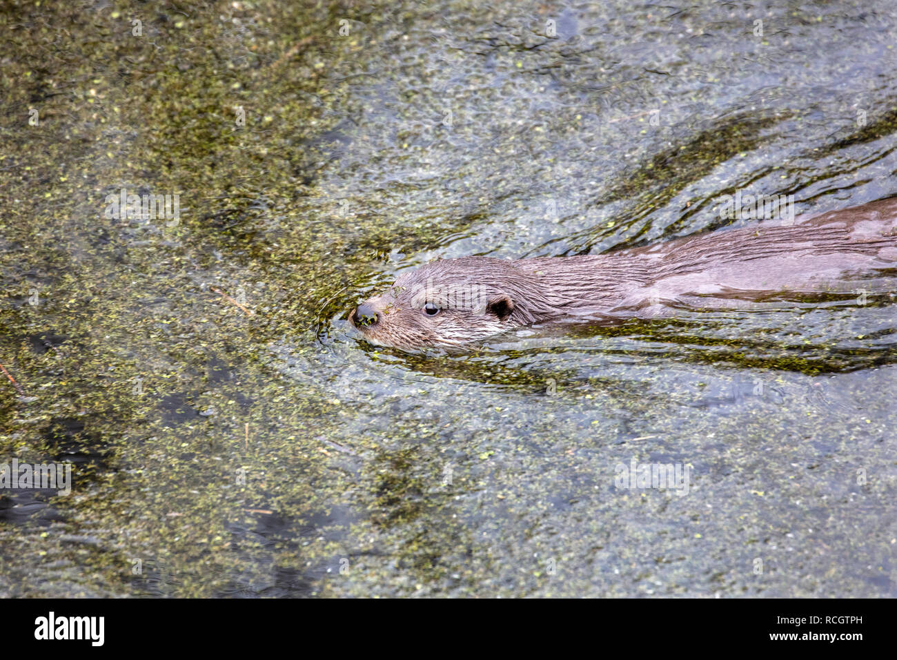 Les Pays-Bas, Lelystad, Parc Naturel Lelystad. La loutre (Lutra lutra). Banque D'Images