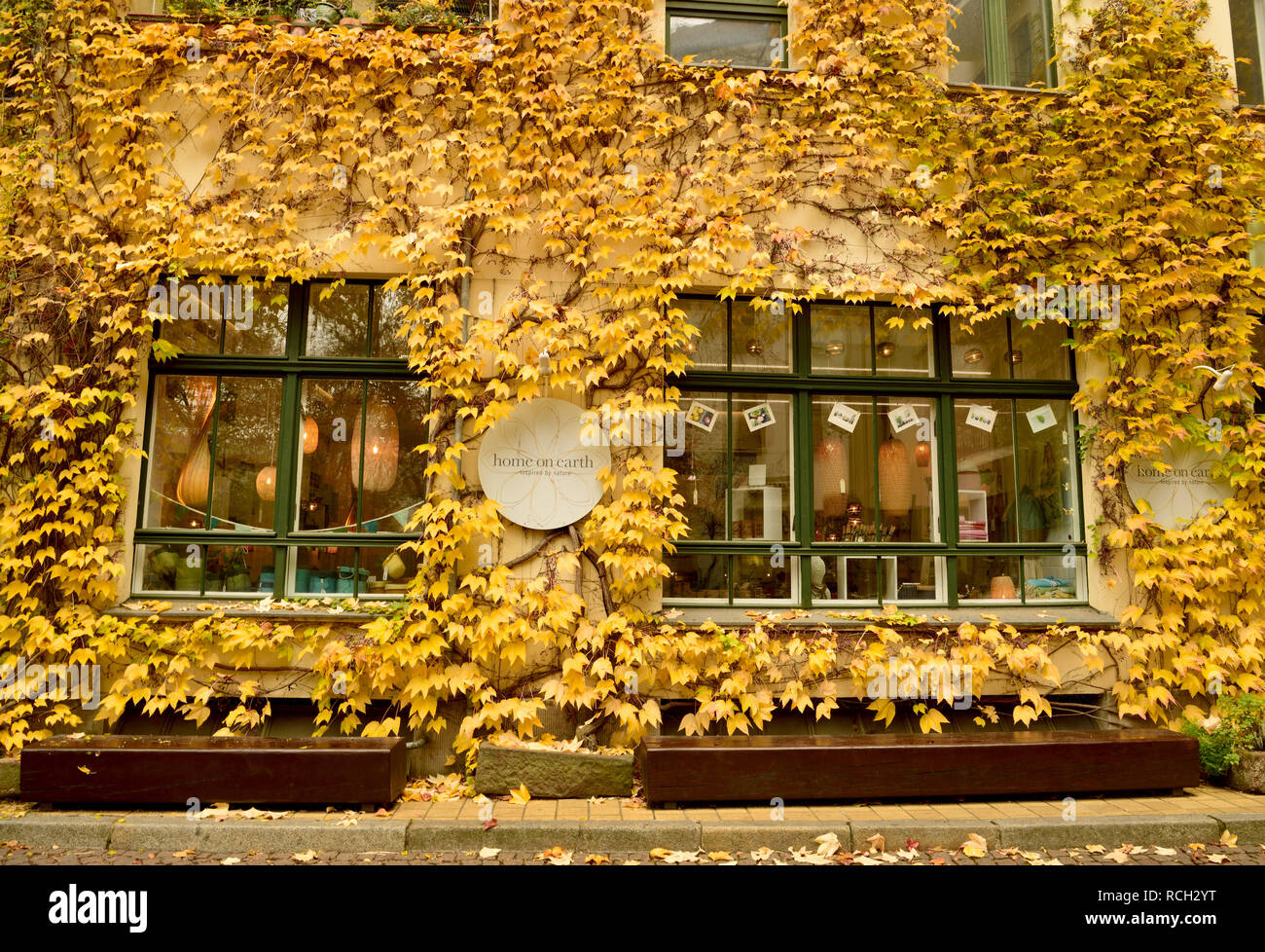 Berlin, Allemagne - le 10 novembre 2018. Couleurs d'automne en cour IV de Hackesche Hofe complexe cour à Berlin, à la construction de mur recouvert avec yellow t Banque D'Images