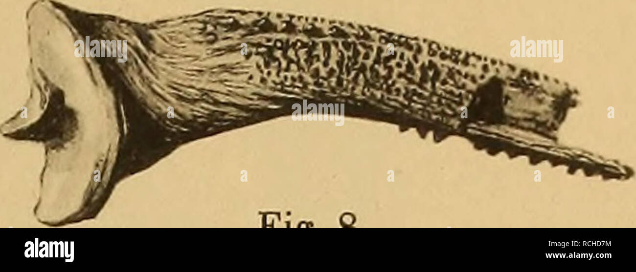 . Pithecanthropus-Schichten auf die Java. Geologische und Ergebnisse der paläontologische Trinil-Expedition (1907 und 1908), mit Unterstützung der Akademischen ausgeführt Jubiläumsstiftung der Stadt Berlin und der Königlich bayerischen Akademi der Wissenschaften. La géologie, la paléontologie, l'Homo erectus. Fig. 8. Veuillez noter que ces images sont extraites de la page numérisée des images qui peuvent avoir été retouchées numériquement pour plus de lisibilité - coloration et l'aspect de ces illustrations ne peut pas parfaitement ressembler à l'œuvre originale.. Selenka, Lenore ; Blanckenhorn, Max Ludwig Paul, 1861- ; Akademische Jub Banque D'Images