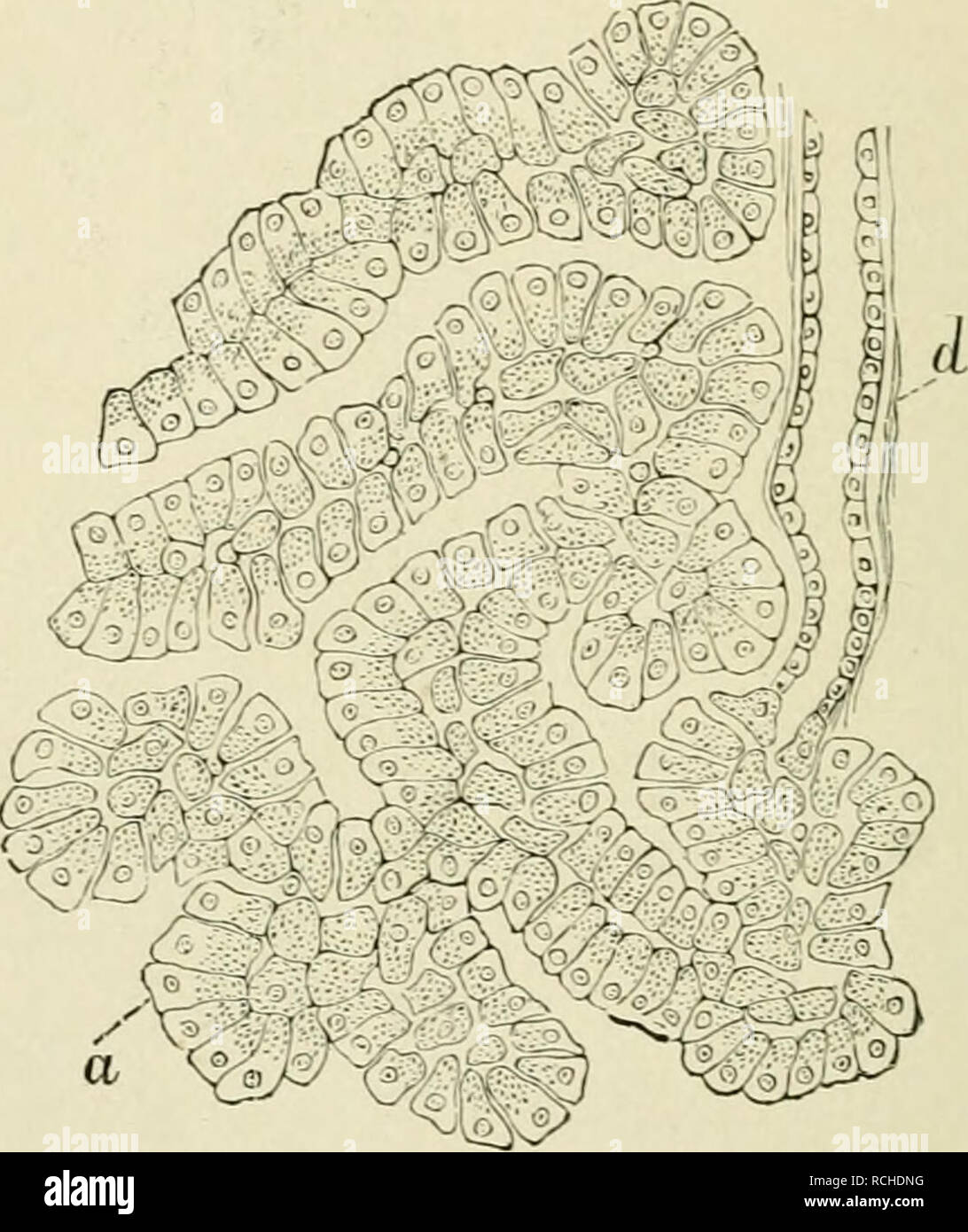 . Éléments d'histologie. L'histologie. ^ 35 éléments d'Histologie. 111. Le pancréas (Fig. 217) est dans la plupart des égards, identique à la structure d'une glande salivaire séreuse ou vrai. La distribution du sang-navires et des lymphatiques, et l'arrangement des tissus conjonctifs, de manière à séparer les tissus ghmd dans lobes et lobules, avec les relations inter- et intra-lobulaires. Fig. 218.-d'une section à travers le pancréas de chien. {Atlas.') a. Alvéoles (tuhes) de la presse-étoupe, le liuin ? Afficher les cellules d'une homogénéité et une partie des granulés ; d, minute d'air. simihxr sont conduits, dans les deux cas Banque D'Images