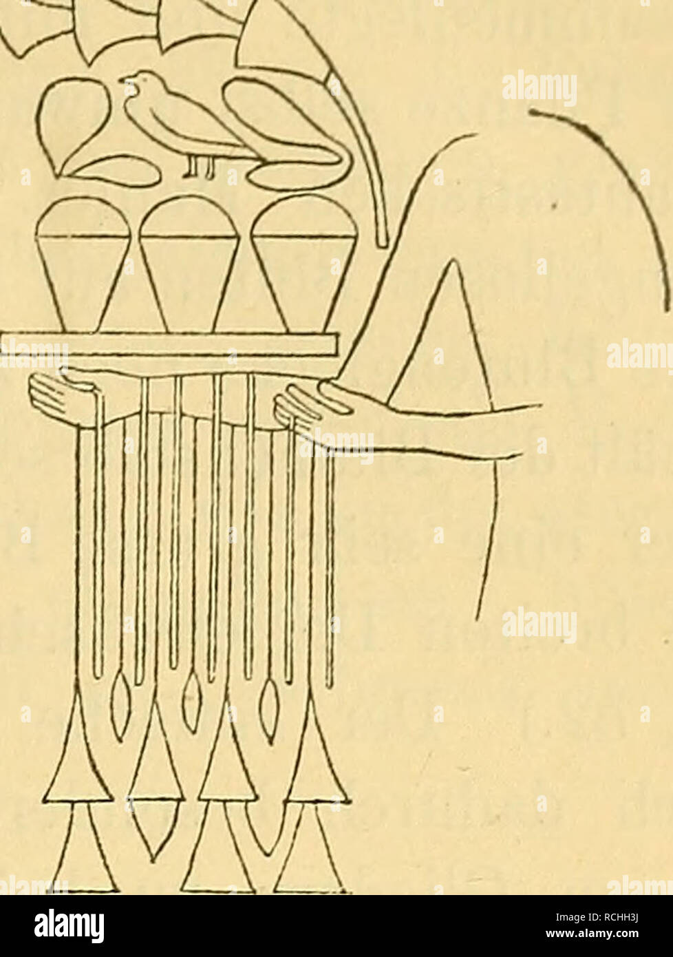 . Die Pflanzen im alten Aegypten : ihre Heimat, Geschichte, Kultur und ihre mannigfache Verwendung im sozialen Leben in Kultus, Sitten, Gebräuchen, Medizin, Kunst. La botanique, économique ; l'ethnobiologie ; reste de l'usine (Archéologie) ; l'ethnobotanique, la botanique, de l'OAA.. Fig. 48 : Lotus- Fig. 49 : Opfertiscli- Fig. 50 : Ein Diener trägt Gaben blumenstrauss mit eben, darüber Lotus en zum Opfer berbei. Tbeben aus. Un Füllborn Papyrusdolden.. Von (Champ. IV, 368.). Tbeben aus einer Säule der grossen (L. D. III, 78.) Säulenhalle zu Karnak.. Veuillez noter que ces images sont extraites de la page numérisée des images, qui peuvent Banque D'Images