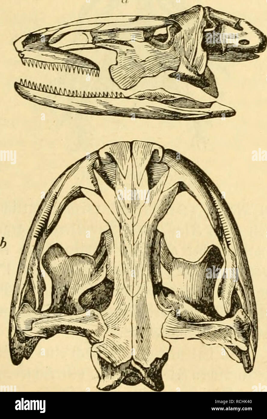 Die Naturgeschichte Des Thierreichs Eufccnbcr Td Stoff Sur Oben Othrfcl Jitm Hi Cnfel Eine Die Naturgeschichte Des Thierreichs Eufccnbcr Td Stoff Sur Oben Othrfcl Jitm Hi Cnfel Eine