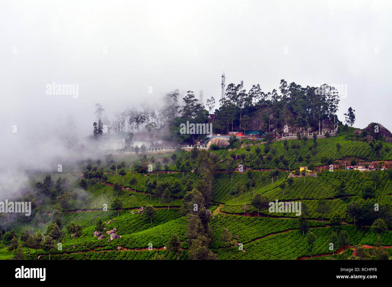 De vastes plantations de thé et de Misty Hills faire Munnar un favori parmi les stations de montagne indiens Banque D'Images