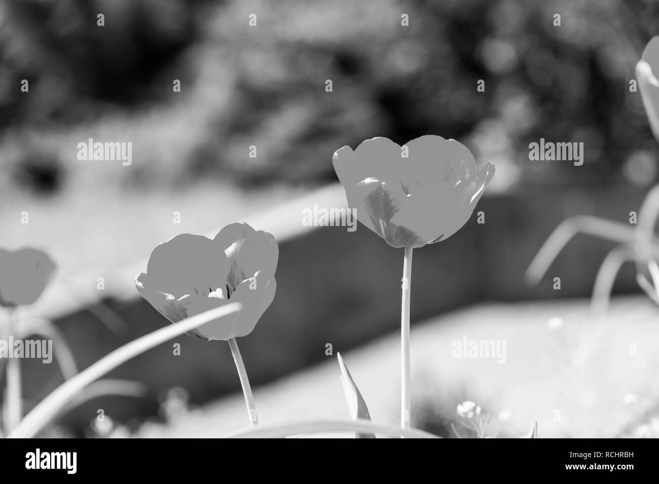 Les tulipes en fleurs à pétales rouges sur la journée ensoleillée. Jardin de fleurs tulipes au printemps. L'amour, la passion, la romance. Printemps, saison d'été. La nature, la beauté, l'environnement Banque D'Images