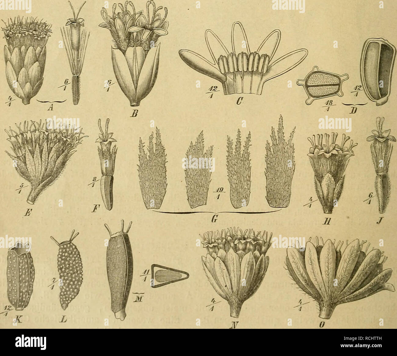 . NatÃ¼Rlichen Pflanzenfamilien : nebst Die Gattungen und ihren Arten von den wichtigeren, Nutzpflanzen. Les plantes ; les plantes, utile. 132 des Composées. (Hoffmann.) Die Eupatorieae sind durch die Kf. homogaraen und die Farbe der Blkr. mit den Fe ?- nonieae verwandt, doch in jedem Falle durch Gr. und Stb. mit Sicherheit zu unterscheiden. Gr. Ãhnliche sonst kommen unter den teils Astereae bei Pteronia Engleria und vor, die sich aber durch stÃ¤rkere, bei der Reife auswÃ¤gekrÃ¼mmte Narbenreihen rts unterscheiden, teils bei manchen Senecioneae, welche sich der Disposition der N., an der gelben loin Banque D'Images