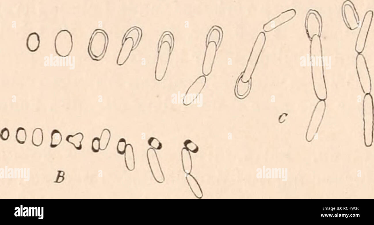 . Die Natürlichen Pflanzenfamilien nebst ihren Gattungen und Arten von den wichtigeren, Nutzpflanzen, unter Mitwirkung zahlreicher hervorragender begründet Fachgelehrten. La botanique. Fig. 2. Un bacille inflatus A. Koch (2000/1). B - B. subtilis Colin, Keimung der Sporen (1000/1). - C B. amylo- bacter Van Tiegkem Sporenkeimung , (1000/1). - DB. amylobactir Van Tieghem, mit Sporen (1000/1). (Un nach A. Koch ; B, C nach Prazmowski ; sonst original.) Neben diesen wird von Endosporen Bacteriologen einem Teil der die Existenz einer anderen von Dauerzellen Arthrosporen, formulaire, bei den Bacterien ange Banque D'Images