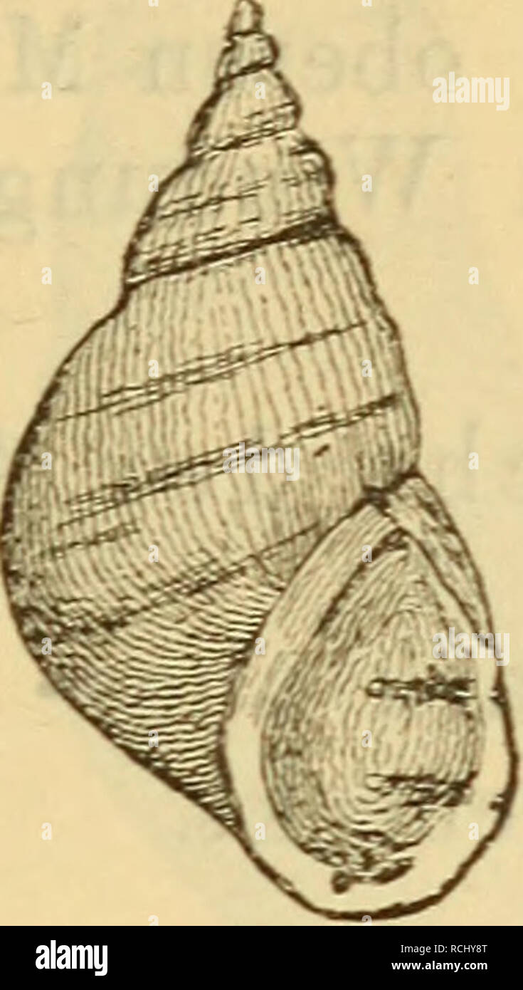 . Die Mollusken-Fauna la Mitteleuropa. Les mollusques. 679 2. Melanieila paroula F. Schmidt. Melania Holanäri var. dans Rossm. Icône. f. 667. - Parvala Brot Monogr. p. 13 t. 1 f. 2. 2 a. La SIF. 462.. Mel. parvula. Gehäuse : Klein, festschalig eiförmig ziemlich, corne, farbig- und braun gebändert, glatt und glänzend ; Umgänge 6-7, gewölbt, langsam und regelmässig zunehmend, durch wenig vertiefte Nähte getrennt, der letzte etwas mehr als die Hälfte der ganzen Gehäuselänge einnehmend ; embouchure weit, eiförmig, oben, spitz an der base wenig vorgezogen, gerundet ; Spindel gedreht, sehr stark verdickt ; Ränder ver- b Banque D'Images