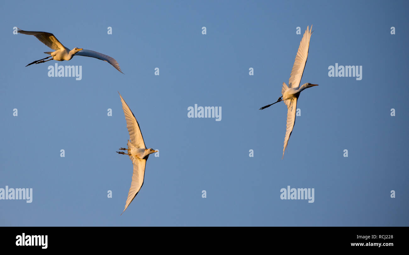 Les oiseaux volent en formation en face de ciel bleu pendant l'heure d'Or Banque D'Images