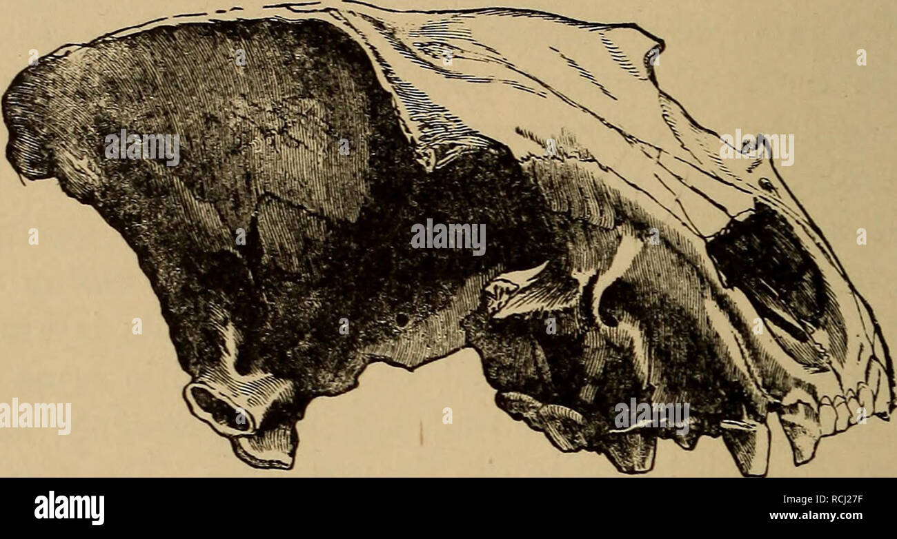 . Éléments de géologie : un texte-livre pour les collèges et pour le lecteur. La géologie. ERA-CEXOZOIC 578 Âge des mammifères. squelettes de grands pachydermes sont habituellement plus parfait. Dans la grotte de Kirkdale, Angleterre, les dents et d'autres parties de 300 personnes de la hyène des cavernes ont été trouvés. Dans la grotte de Gailenreuth, Franconia, les restes de 800 ours des cavernes ont été obtenues. Dans une grotte polonaise Romer a récemment découvert les restes d'au moins 1 000 ours des cavernes,* et d'un en Sicile, vingt tonnes d'Hippopotamus-os ont été prises, f. Fig. 946.-crâne de hyène spelaea, x |. De nombreux os-caves sont trouvés aussi e Banque D'Images