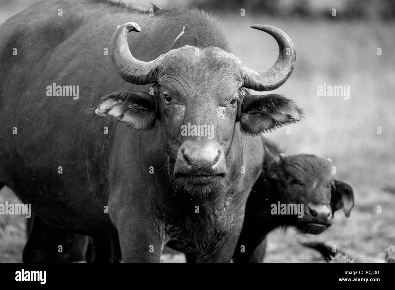 Buffalo maman et son bébé en Afrique du Sud Banque D'Images