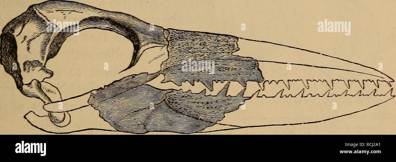 . Éléments de géologie : un texte-livre pour les collèges et pour le lecteur. La géologie. Fig. 893.- Restauration de Gastornis Edwardsii &lt;après. Meunierj. Fig. 894. Sknll Odontopteryx toliapicus-DE, restaurée (après Owen). En 1876 Faire face publié la découverte d'un gigantesque oiseau de la plus faible de l'Éocène du bassin de San Juan. Le Diatryma gigantea, ac- d'après Cope, combine les caractères de la famille Cursores (autruche) à ceux de l'éteinte Gastornis du bassin parisien. Ju-. Veuillez noter que ces images sont extraites de la page numérisée des images qui peuvent avoir été retouchées numériquement pour rea Banque D'Images