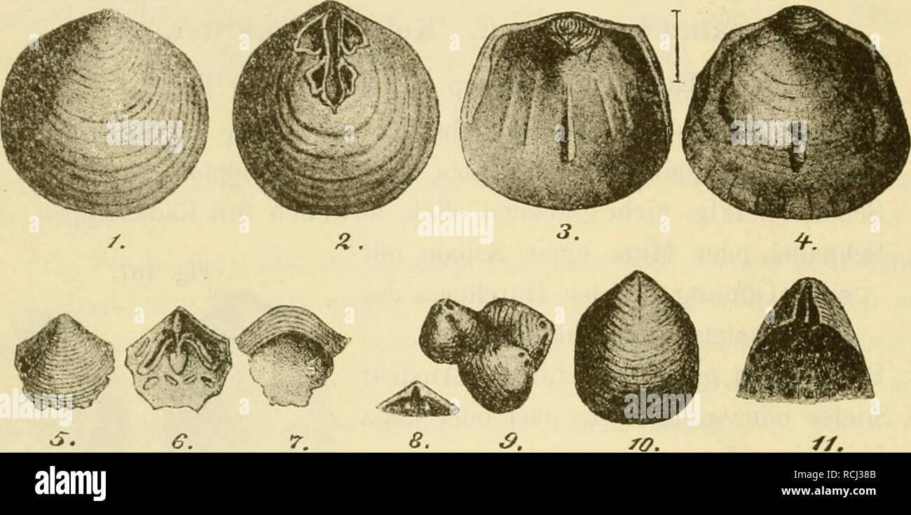 Die Leitfossilien : Ein Handbuch für den Unterricht und für das Bestimmen  von Versteinerungen. Les invertébrés, les combustibles. 228 Erste  Abteilung. 5. Veutralschale im Innern glatt, ohne Leiste. Muskeleindiücke  schwach. Furche