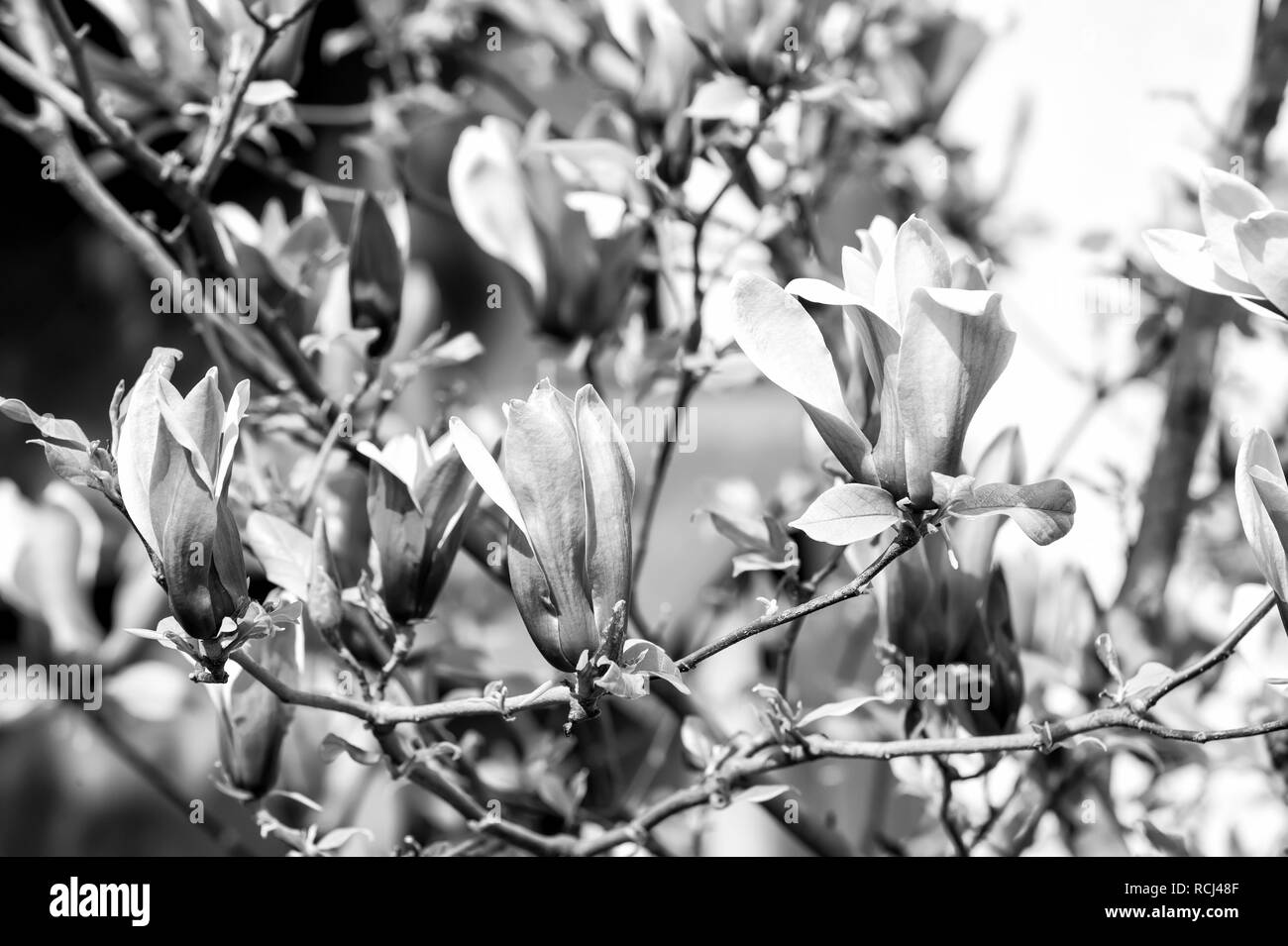 Magnolia à fleurs violettes aux beaux jours, au printemps. Blossom, Bloom, la floraison. Concept de la campagne de printemps. La nature, de la beauté, de l'environnement croissance nouvelle vie Banque D'Images