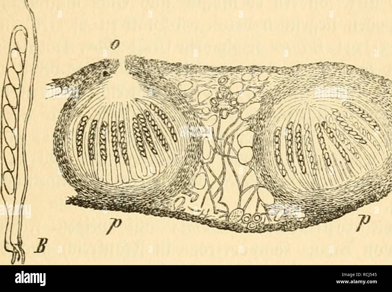 . Die frauenspezifische der Pflanzen, ein handbuch fur terre-und forstwirte, Gartner, gartenfreunde und botaniker. Les maladies des plantes. 13. Chapitre : Pyrenoraycetes§ au 455 ja]^Irei(i)en, ^piljfäben feinen, wd&lt;i)z)en jinifd dans unb 3ben eiuebeS ^Eufr es ©iriad)fen iinb) baburd^^le ba tere mit 2tu§nat) nie ber 5J6j'^oüafal ftränge Derbrängen =, o ta^§ est un ©détachées ©eraebeS^^ ba ©troma tritt. Slfle ©renken être-3 le^foiDof, teren) ! Un Dberflädjc beä bie ber, SlntteS§ al auct) bic:j'nncrn befinblidjcn 3n, finb burd) eine @d)L'iüärsnng fäben ilä $ ber = bejetd^net. S)ie)iuarje renjfd @fd)id)t liegt innerl)alb ber @p Banque D'Images