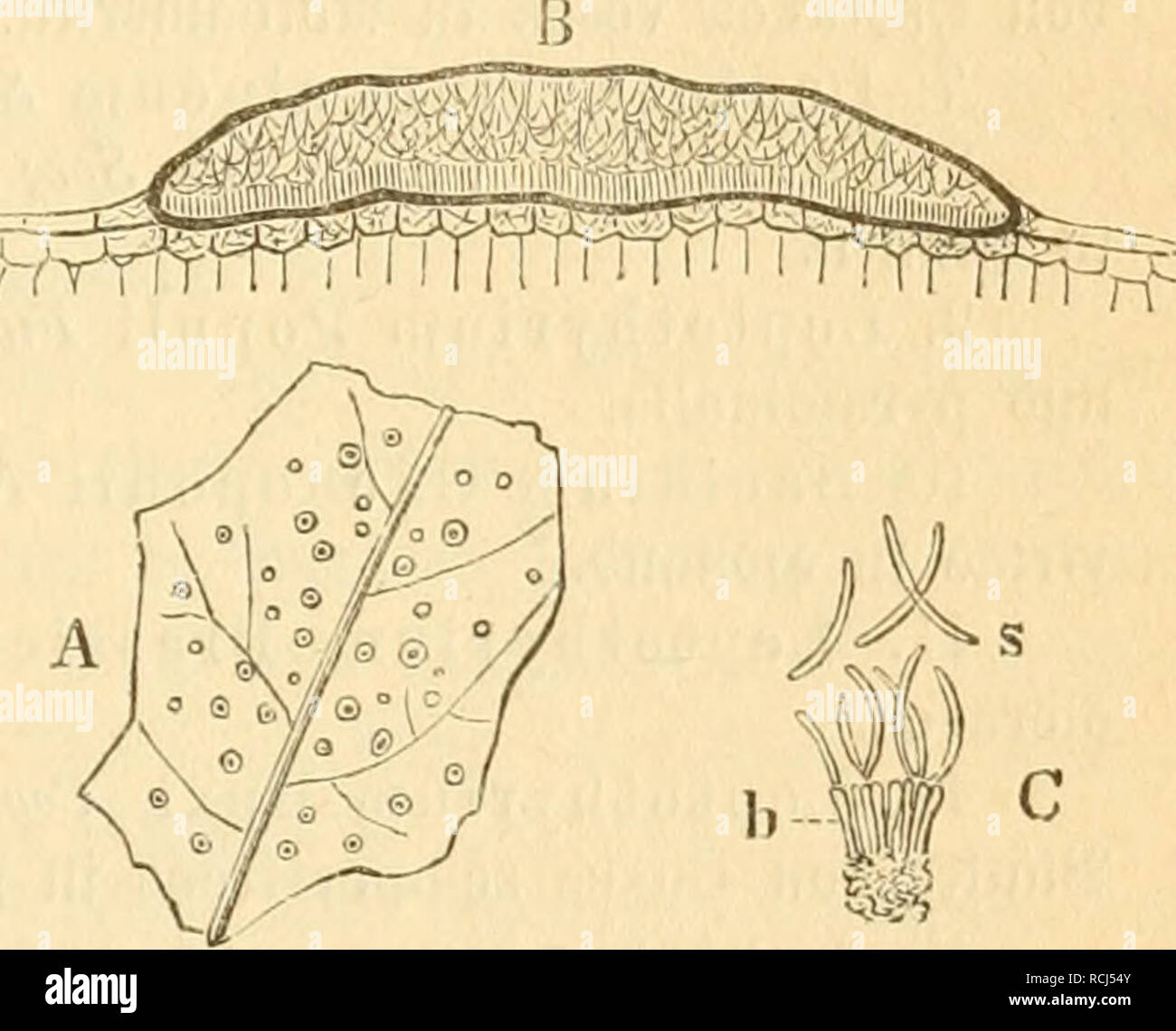 . Die frauenspezifische der Pflanzen, ein handbuch fur terre-und forstwirte, Gartner, gartenfreunde und botaniker. Les maladies des plantes. 13. .Chapitre 409 : Pyreuomycetes^race en bie 5j5^ !niben aB sa^treid)e, bunfeloliüenbraune fonoeye fleine,,, runbe Bdrgd 2)en [)ert)ou, meldte ebenfo soumission)t mit paaren bebecft gefärbten .finb. Fiub fpinbelförinig Sie ©poren, gefrümmt, 0,02 mm lang. 7. Vermicularia trichella Fr., auf braunen, fid) üergröfeernbeu ipfei 3(2uf =, Slätter§ Rieden ber être tpfelbauni§ 2, j'^irnbauni§ k. ; ©poren gcfrinnnit", moi j'&amp;aitm. fpinbelförmig 0 016 k, 0 025 mm de laug. 8. Vermicularia atramen Banque D'Images