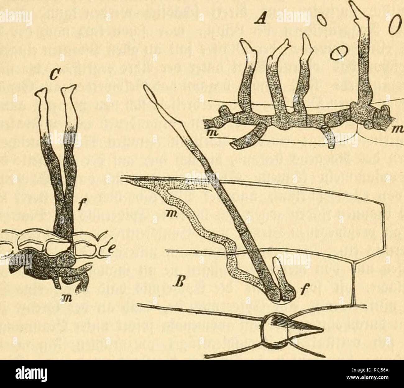 . Die frauenspezifische der Pflanzen, ein handbuch fur terre-und forstwirte, Gartner, gartenfreunde und botaniker. Les maladies des plantes. 13. Chapitre : les Pyrénomycètes 293 hommes. Slucf aiibent elegenl) bei)citen jeigt @d) peu ©d^märje auf bem @e = treibe, aber immer gafi finb e§ dbgeftorbene et) bann bereits Seite, amalgament)e luerben arrivé. @O dans regenlofen befonberS wenn ©ommern bat- üor betreibe : (RCB 9f{^bem anf eife elbc abftirbt notreif dans unb ober ben hörnern ganj üerfümmcrt biefem ift nnb dans iiftanbe trocten gelb 3unb anf bem ^alme bleibt ;) bonn fd)iuär^t, fid) rcb letztere oft mel)r ober bi luenigcr Banque D'Images