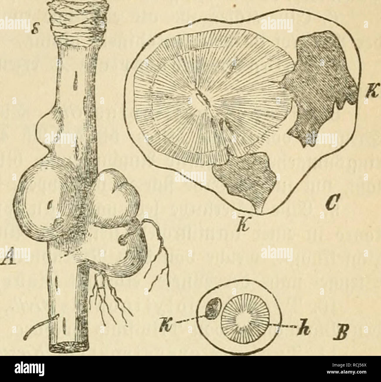 . Die frauenspezifische der Pflanzen, ein handbuch fur terre-und forstwirte, Gartner, gartenfreunde und botaniker. Les maladies des plantes. 13. Chapitre : lambris intérieur 289. bem parend)i)en eroebe matifd)©rtng beii SSarafiten§ um $ ein, rooburdö Sßerbitfung biefcr une SBurjel bewirft tefle ©ber wirb, iuel(f)e immer moi^r ju" nimmt. Sebe ©alle fit ganj un§^Rinbenparend nerme 3rtem)l.)m'unb gebilbet runben im enthält einen Sentrum, öon ^eingenommenen ber Saroe oi)h raum. § Gefamte S)un ^arendji)m ber ©alle jeigt Uturjell^3)al§§§ est 3Pa. Un eine mit ©allen befehle ©pièces détachées ; 33s§§ @afi se§ SRarben tengel mit ben^urjelblät ir ber Banque D'Images