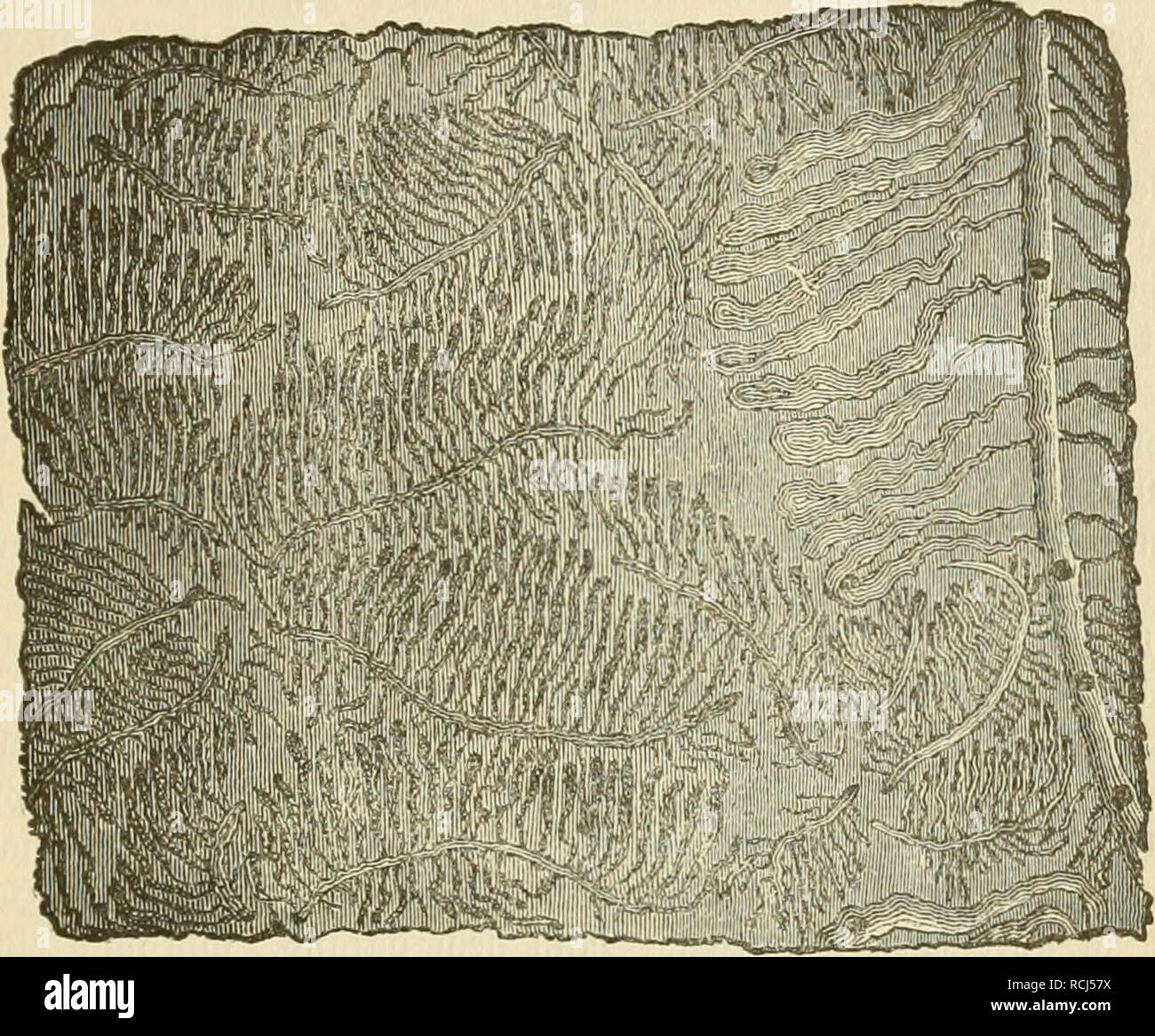 . Die frauenspezifische der Pflanzen, ein handbuch fur terre-und forstwirte, Gartner, gartenfreunde und botaniker. Les maladies des plantes. 13. Äfer .chapitre : ^roirb 275 6i gelegt. Au SDie ben§ fomnienben Siern (Samen treffen mm red)t = fpi^iDinMig ober 9 Ätttergauge^suivantes abge eube ©änge (Saroengange), dans la région de beren breiter lucrbenbem fogenannten ber, Snbe (Söiege Sarüe, bte fid) oerpnppt. Md3 Ääfer üerlaffen ie fertigen SSiegc^ 2bie burc ein ^ uglod)(, meW)eg fie bnrd) bie 33aufecn freffen ide mélanote nad). Stnbere aSorfenfäferarten SKuttergänge tuageredjter legen bie dans tuenig iefer ober fd)9fiid)tung (üöagegänge un). @Oiüof) Banque D'Images