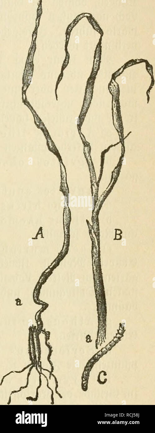 . Die frauenspezifische der Pflanzen, ein handbuch fur terre-und forstwirte, Gartner, gartenfreunde und botaniker. Les maladies des plantes. 13. Chapitre : Reifer 255 ßelbbramten Iügeli tecfen^G'iinb mä6)}aaxt hd ®ie Saroe fri^biSroeilen SBurjeln t un bm être§ ^üf)J'§, ÄleeS räfer ©ber, beö etreibe§ @unb unb anbrer flanjen ^. 5. Oryctes nasicornis Z., bte ?ra§llornfä[er. Md3 rofeen Sarßen,0ie beg gfJag roeifelt"(f)en braunföpfiflen arücn biefeS, 8 befannten Jläfer§§ al tnb [un ben fioruMferg. Être SSJuradn ßein§§ 2[tode, Mfenb äblici flefnnben fcl; ; roorbenO- 6. ®ie ©rabttüüriner öarüen bie ober ber ©aatfdjnellfäfer &lt;Led Banque D'Images