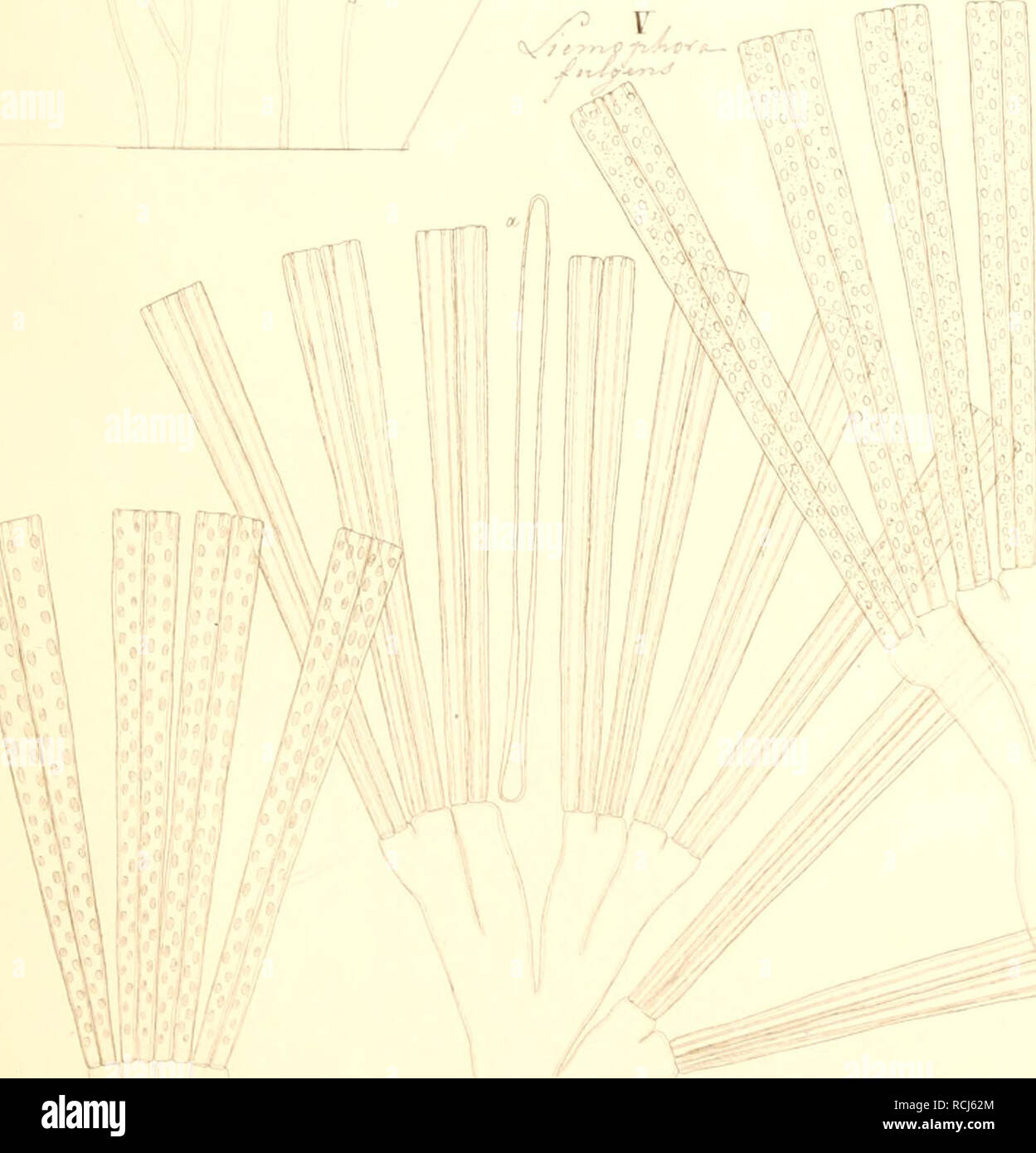 . Kieselschaligen Bacillarien Diatomeen oder die. J,J. III IV . Veuillez noter que ces images sont extraites de la page numérisée des images qui peuvent avoir été retouchées numériquement pour plus de lisibilité - coloration et l'aspect de ces illustrations ne peut pas parfaitement ressembler à l'œuvre originale.. Kützing, Friedrich Traugott, 1807-1893. Nordhausen, zu finden bei W. Köhne Banque D'Images