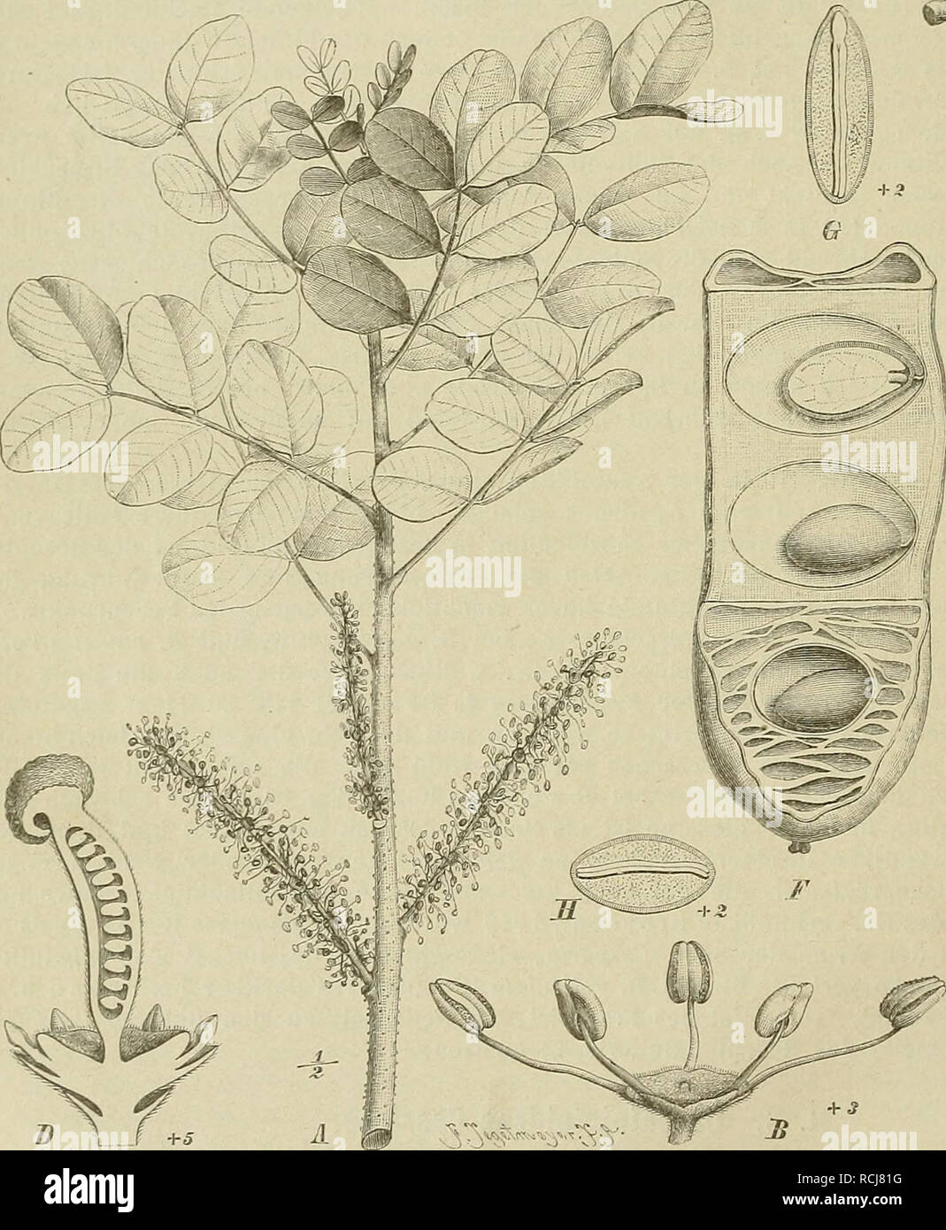 . NatÃ¼Rlichen Pflanzenfamilien : nebst Die Gattungen und ihren Arten von den wichtigeren, Nutzpflanzen. Les plantes ; les plantes, utile. W â '-^'. &Amp ; /^ ^ ^^ ?^{ ^ Ã ( vv - -^. 1 ' X. Veuillez noter que ces images sont extraites de la page numérisée des images qui peuvent avoir été retouchées numériquement pour plus de lisibilité - coloration et l'aspect de ces illustrations ne peut pas parfaitement ressembler à l'œuvre originale.. Engler, Adolf, 1844-1930 ; Prantl, K. (Karl), 1849-1893. Engelmann Leipzig : W. Banque D'Images