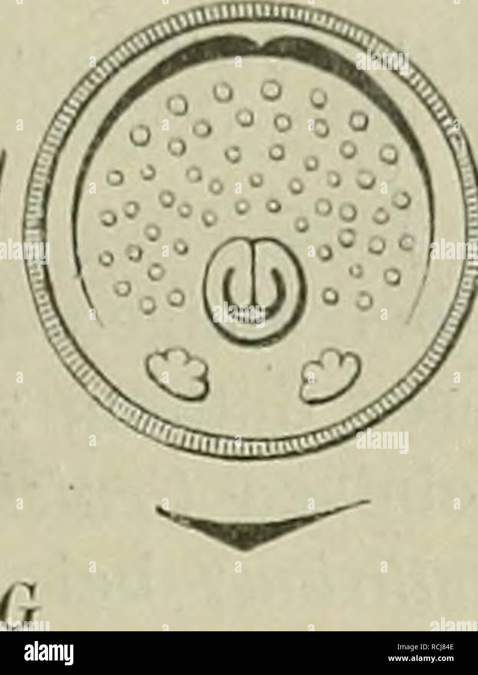 . Die Natürlichen Pflanzenfamilien : nebst ihren Gattungen und Arten von den wichtigeren, Nutzpflanzen. Les plantes ; les plantes, utile. iiiismm^ 0k 4i (r®y) Fig. 47. Caesalpinioideae-'Dia.gra.mme : UN Cercis Siliquasirum Dimorphandva L. ; ss ; C D Krameria Tirmarindus sccundiflora Sesse ; e indica L. ; F Yonapa mitUijuga (DC.) Ta C Amhersiia nobilis mur. ; , .^ »^^,w™.j"-'" 1 - ^^ » - ......" -, - j," -j-'j" 1 / Taub. Tounatta pulchrä ; G ; H Taub. Langsdorffd Copaifera Desf. ; J Ceratonia siliqua L. ; UNE Lialium divaricaium' Vahl. (Nach Ulli ie er ; e. d'origine) ist Überraschend di Banque D'Images