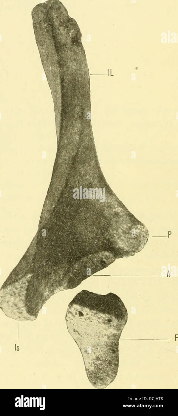 . Die Morphologie der Hüftbeinrudimente Cetaceen der. Cétacés ; cétacés ; os du bassin. '.'.-. Fig. 44. Fig. 45. Il : (de Rc (Charente -inferieure). - Original : Im Museum von Bergen. -- Körperlänge : 13'20/h. -Länge der Hüftbeine Hüftbein Rechtes : 32 cm, Hüftbein linkes 33-5 cm. - Originalabbildung (Photographie von Dr. J. A. Grieg à Bergen). - Verkleinerung : 3/8 der natürl. Gr. Erklärung der Abkürzungen : IL  = Ilium. P  = pubis. A - l'acétabulum. A  = l'ischion. F  = fémur. - Femurrudimente (Die sind nach hinten gedreht, um den Umriß des Acetabulums zu zeigen). Die Dimensionen der beiden Hüftbe Banque D'Images